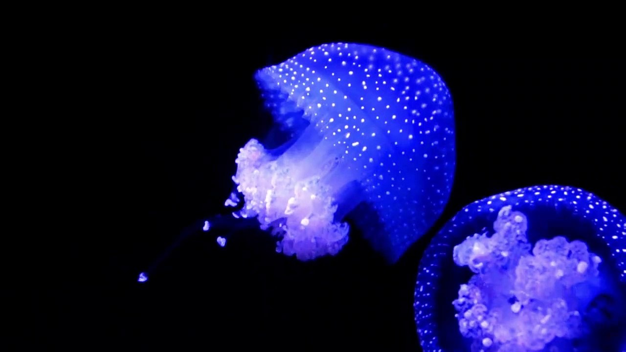 A blue jellyfish