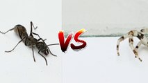 What would be like if carpenter ant meets hanging spider - Insect Stories