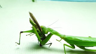 What would be like if mantis sees grasshopper and huntsman spider - Insect Stories