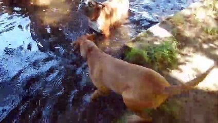 Zeppo fait connaissance de Patou