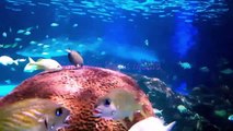 Aquarium Fish with Ocean Sounds For Relaxation & Holiday Feeling.