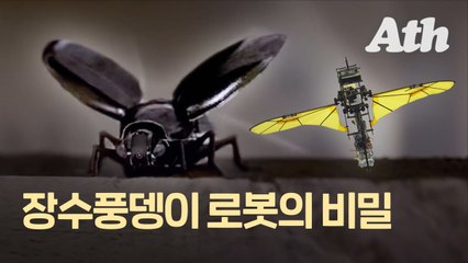 추락 않고 은밀한 미션 수행…장수풍뎅이 로봇 만든 한국인