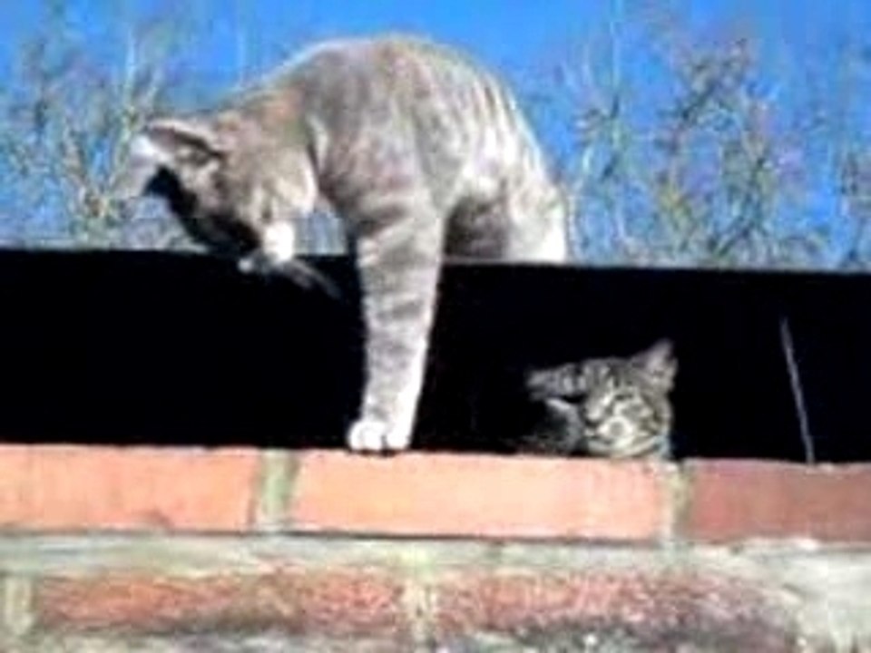Rocky et son pote !