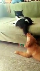 Cat Taken Hilarious Revenge When Dog Tease Her