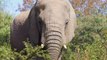 Elephants Animals Collection in 8K TV HDR 60FPS ULTRA HD ( 720 X 1280 )