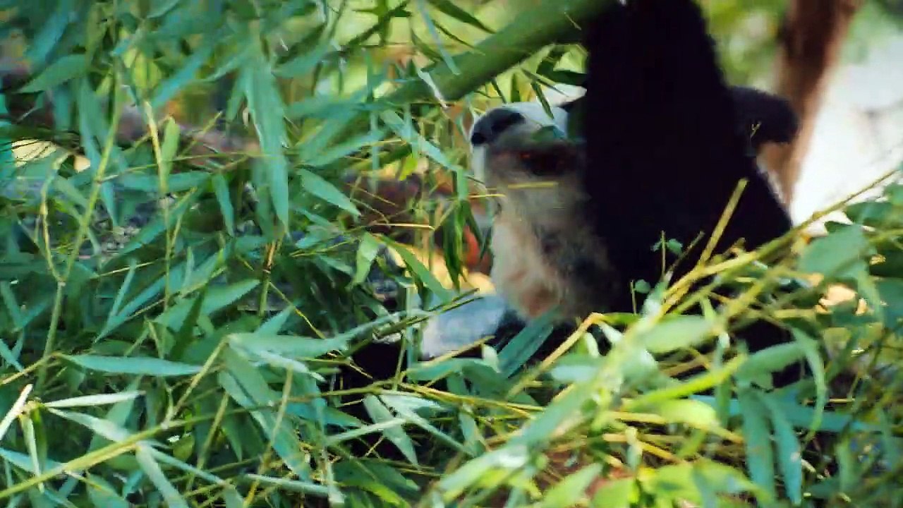 Wild Animals Collection in 8K TV HDR 60FPS ULTRA HD ( 720 X 1280 )