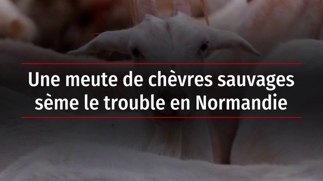 Une meute de chèvres sauvages sème le trouble en Normandie