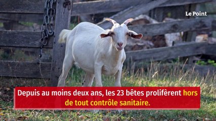 Une meute de chèvres sauvages sème le trouble en Normandie