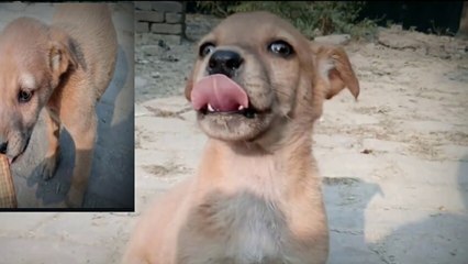 ALONE STREET PUPPY STILL FUNNY|cuTe acTions