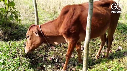 आवारा पशुओं से परेशान किसानों की गुस्से को अपनी ताकत बनाने जुटी कांग्रेस