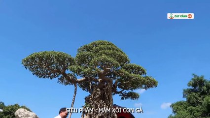 Cây sanh nổi tiếng Mâm xôi con gà