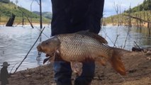 Carp fishing / I caught one of the largest carp in the lake