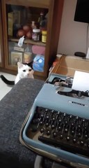 Best Moment of Funny and Cute Cats