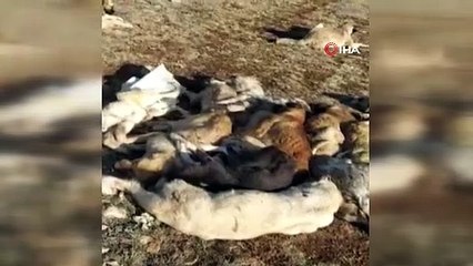 29 köpek boş arazide baygın bulundu!