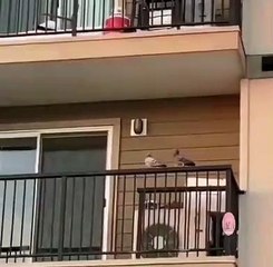 The teacher bird | I dare you to not laugh | comedy | funny animal