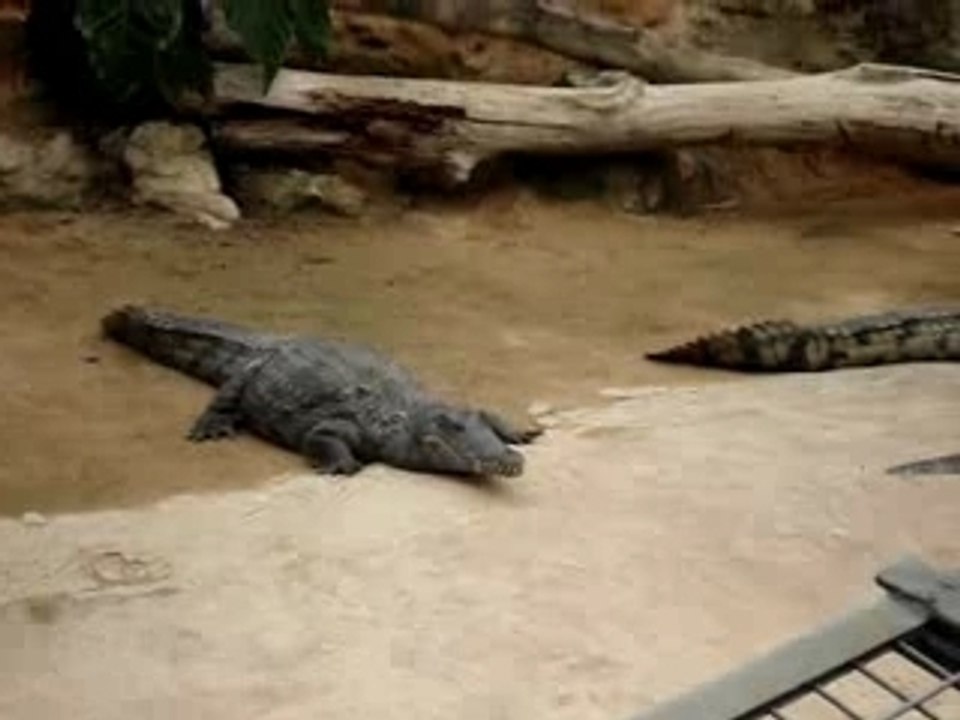 Sortie crocodile