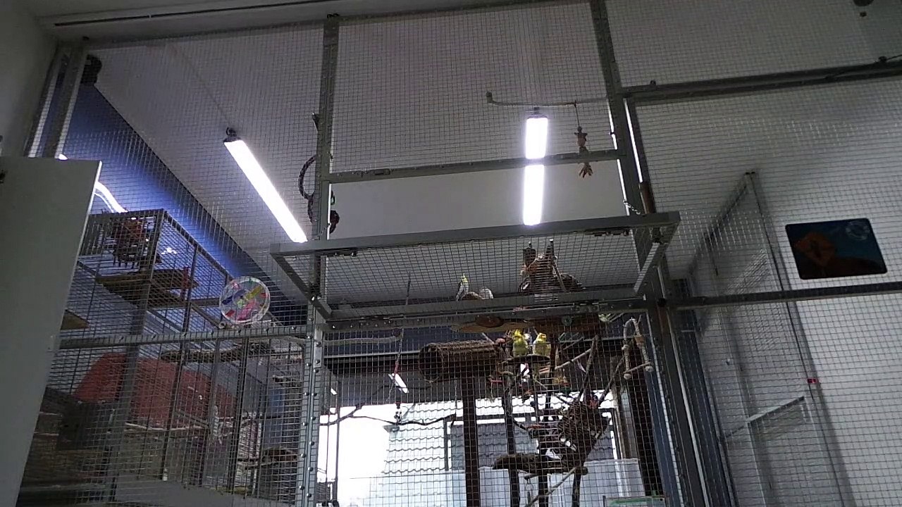 Birdlamp mit Dimmer in Aktion