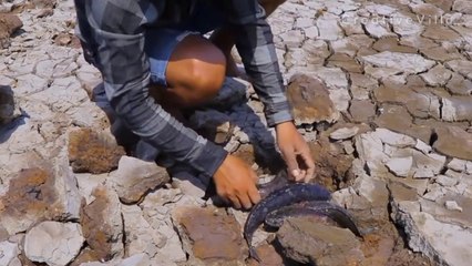 Finding And Catching Very Secret Fish On Dry Season _ CreativeVilla