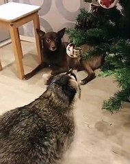 Cute Raccoon Can't Resist Shiny Christmas Decoration