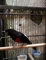 Suara Burung murai batu  gacor