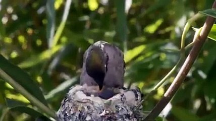 burung  konin bersarang dialam bebas