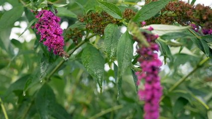 Regional living grows in popularity sparked by pandemic