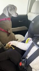 Toddler Sings Cute Christmas Carol