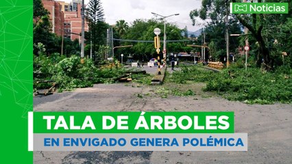 Polémica por tala de árboles en Envigado