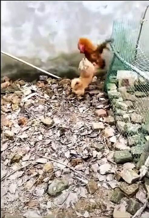 Chicken VS Dog Fight funny
