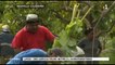 Lifou : des agriculteurs initiés à l'agroforesterie