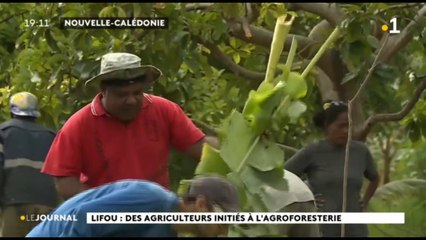 Lifou : des agriculteurs initiés à l'agroforesterie