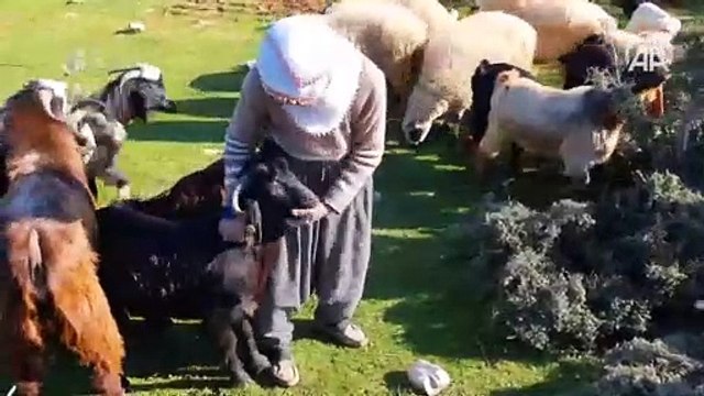 Fatma teyze Amanos Dağları eteklerinde yarım asırdır çobanlık yapıyor