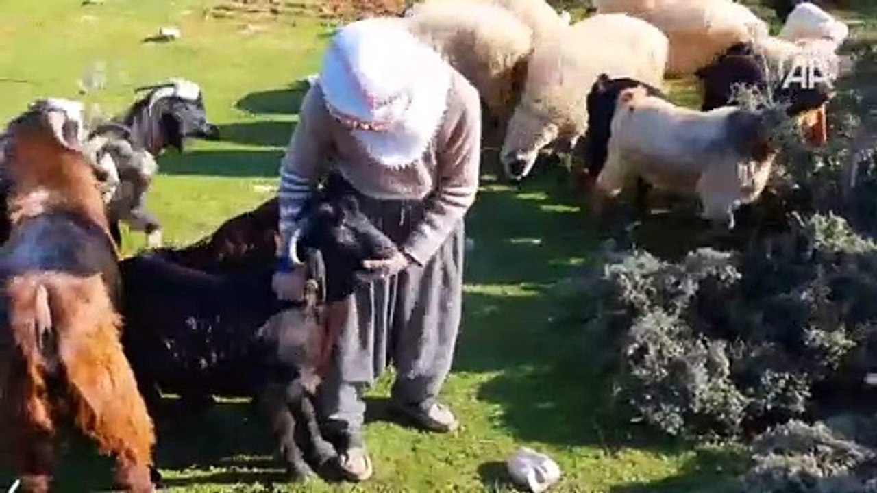 Fatma teyze Amanos Dağları eteklerinde yarım asırdır çobanlık yapıyor