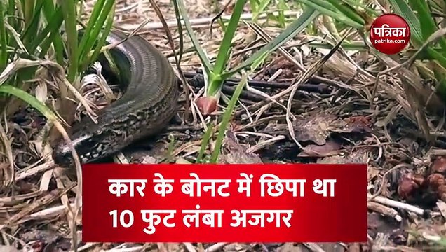 कार के इंजन से निकाला 10 फुट लंबा अजगर, वीडियो देखकर रह जाएंगे दंग