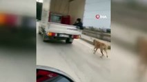 Köpeği kamyonetin arkasında sürükledi | Video