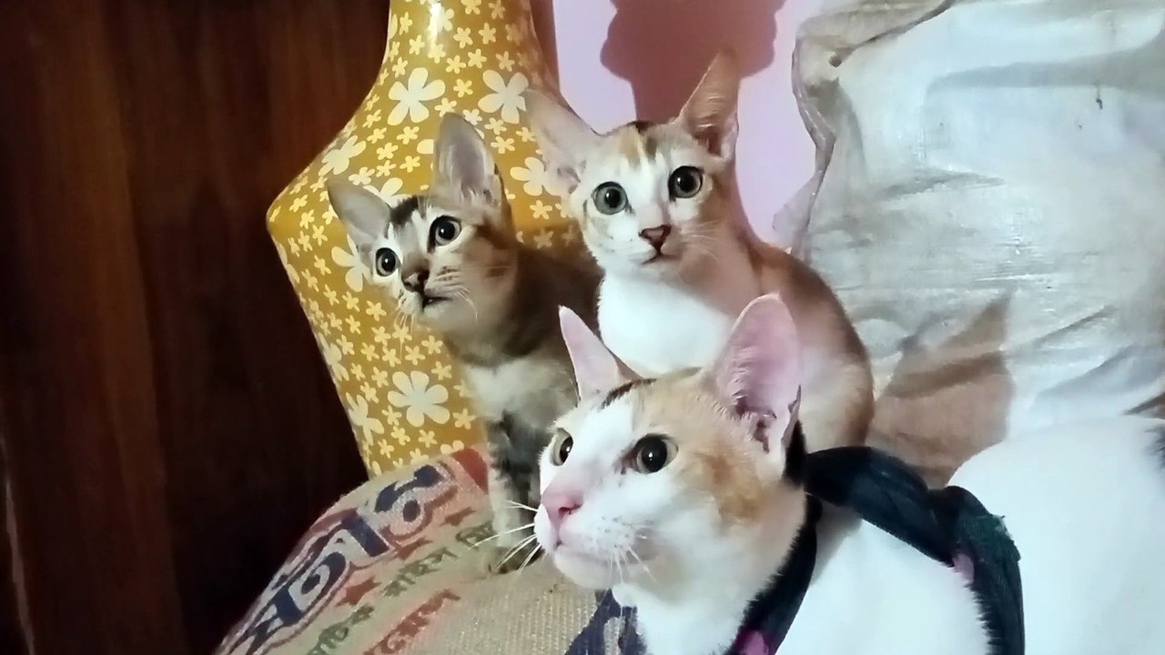 Cute And Funny Baby Cat Videos. New kittens Videos.