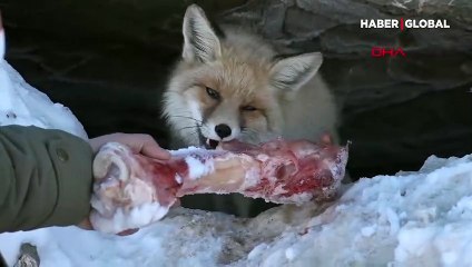 Aç kalan tilkiyi elleriyle beslediler