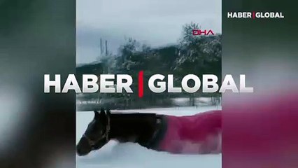 Atın kar eğlencesi izleyenleri güldürdü