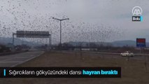 Sığırcıkların gökyüzündeki dansı hayran bıraktı