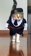 Gatto divertente clithes #cats