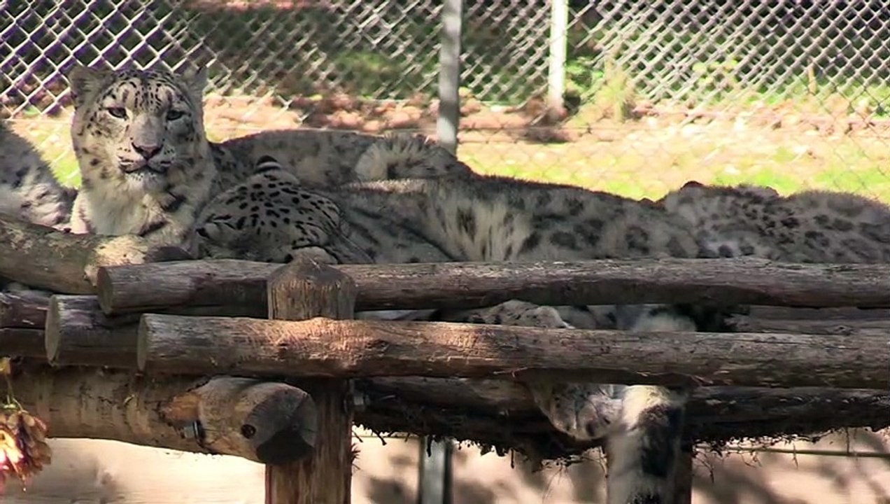 Episode 2 - Les panthères des neiges - The snow leopards