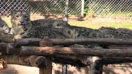 Episode 2 - Les panthères des neiges - The snow leopards