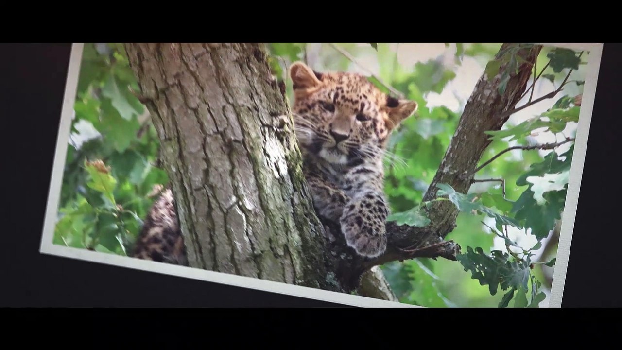 PHOTOYAGE - Trois petites panthères de Chine du Nord. Three small panthers from North China.