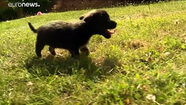 В Великобритании из-за коронавируса резко участились случаи похищения собак