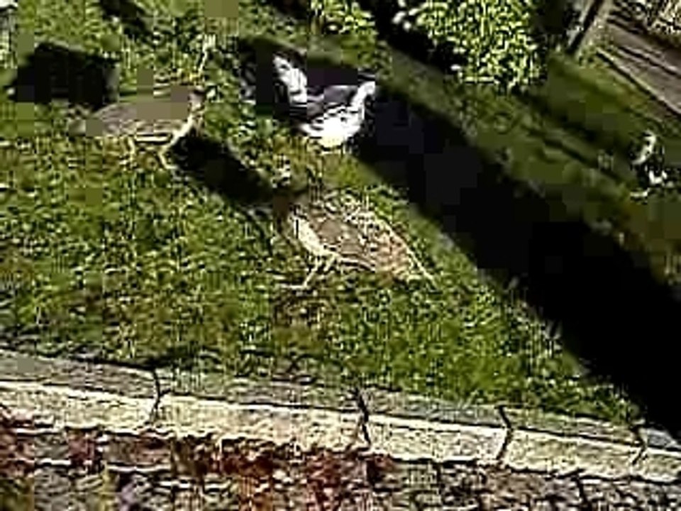 Gijon oiseaux 2