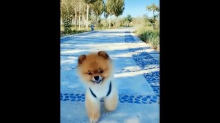 Cute Pets And Funny Animals Compilation  #JAPANESE A2  #2021-1