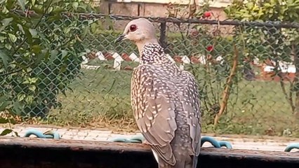 Beautiful  bird  for  nature  lovers