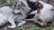 Une louve et un loup câlinent leurs bébés