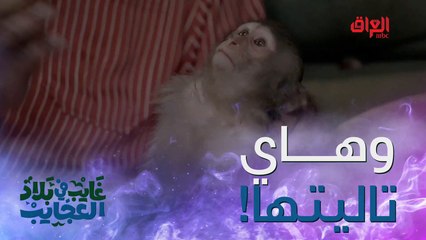 يعني القرد عنده حقوق أكثر من الإنسان هاي وين صايرة