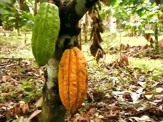 How Its Made - 833 Cocoa Beans